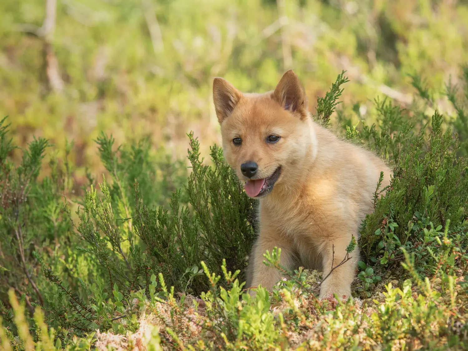 Een Finnspitz puppy kopen betekent verantwoordelijkheid nemen! Finnspitz puppy kopen.