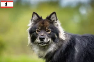Lees meer over het artikel Finse Lapfund fokker en pups in Berlijn