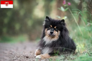 Lees meer over het artikel Finse Lapfund fokkers en pups in Brandenburg