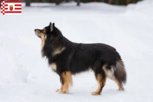 Lees meer over het artikel Finse Lapfund fokker en pups in Bremen