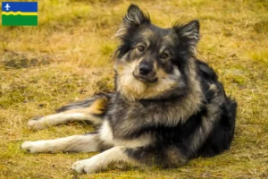 Lees meer over het artikel Finse Lapfund fokkers en pups in Flevoland