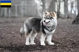 Lees meer over het artikel Finse Lapfund fokker en pups in Gelderland