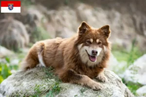 Lees meer over het artikel Finse Lapfund fokkers en pups in Hessen