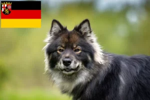 Lees meer over het artikel Finse Lapfund fokkers en pups in Rijnland-Palts