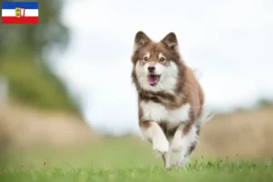 Lees meer over het artikel Finse Lapfund fokkers en pups in Sleeswijk-Holstein