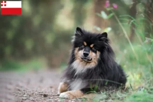 Lees meer over het artikel Finse Lapfund fokker en pups in Utrecht