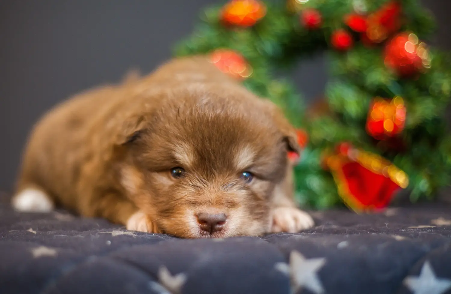 Een Finse Lapphund puppy kopen betekent verantwoordelijkheid nemen! Finse Lapphund puppy kopen.