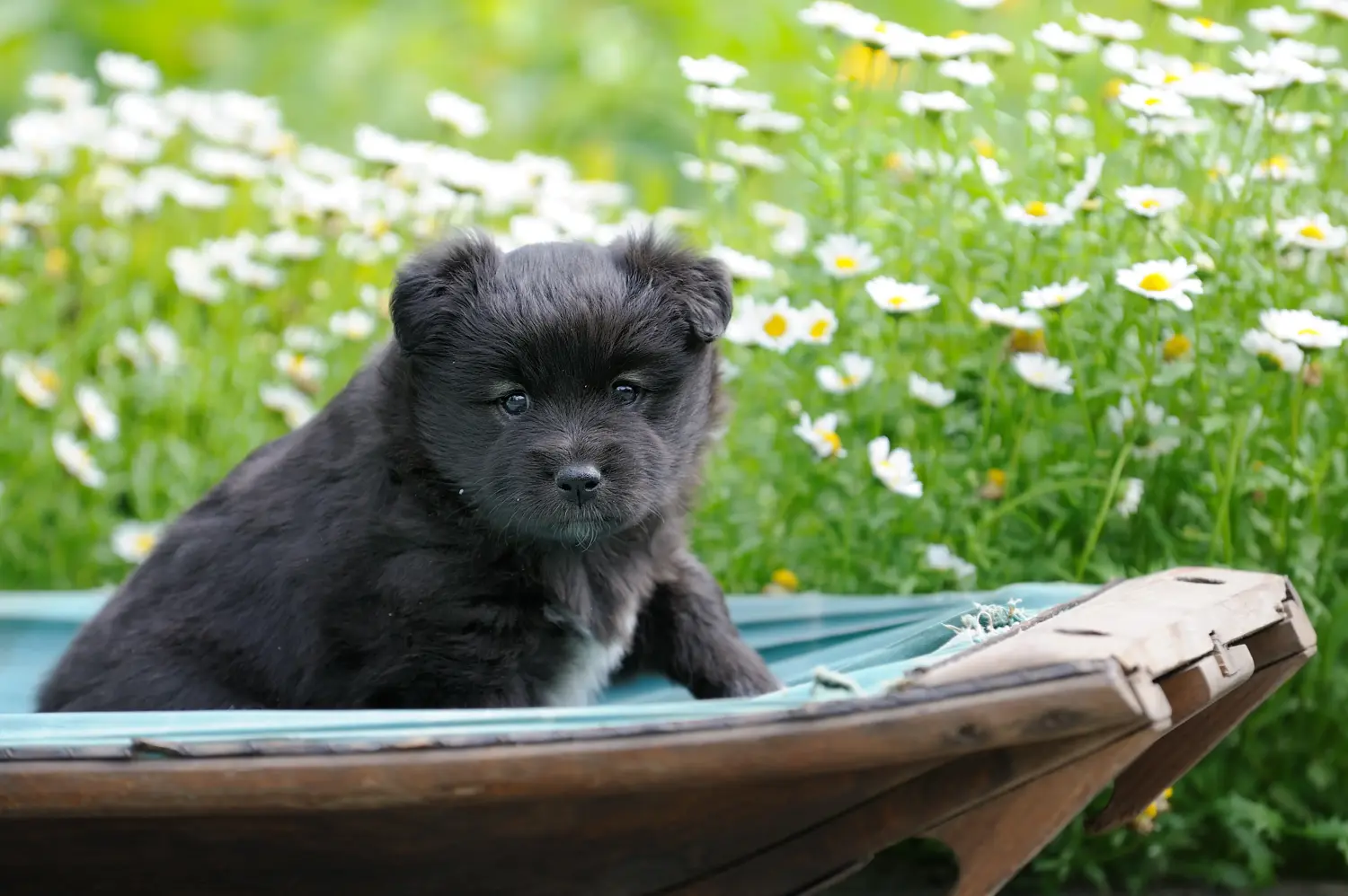 Een Finse Lapphund puppy kopen betekent verantwoordelijkheid nemen! Finse Lapphund puppy kopen.