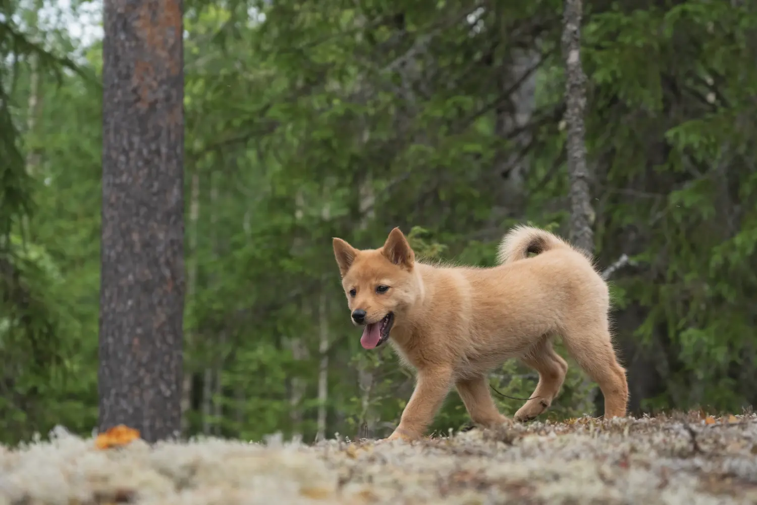 Een Finnspitz puppy kopen betekent verantwoordelijkheid nemen! Finnspitz puppy kopen.