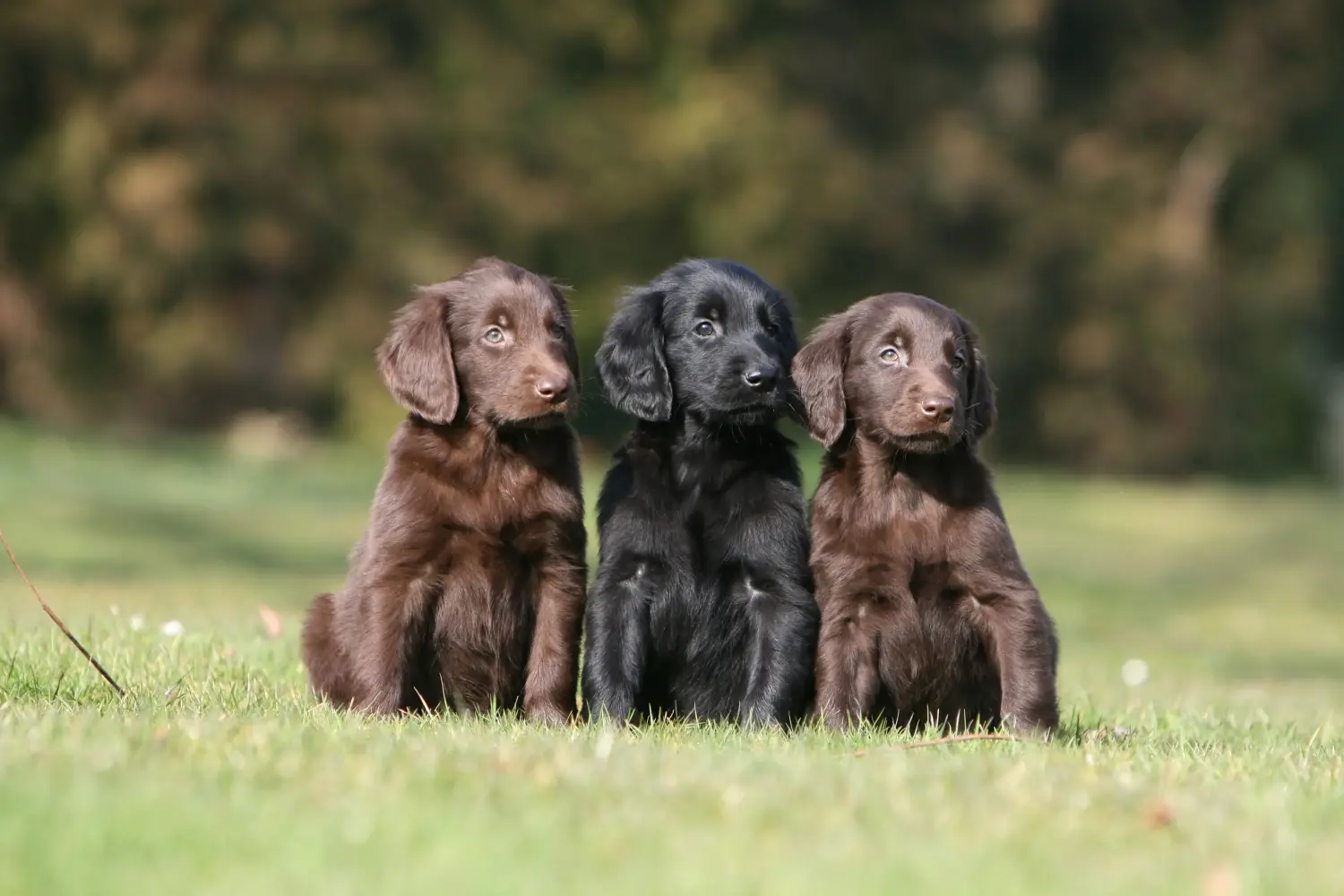 Een Flat Coated Retriever puppy kopen betekent verantwoordelijkheid nemen! Flat Coated Retriever puppy's kopen.