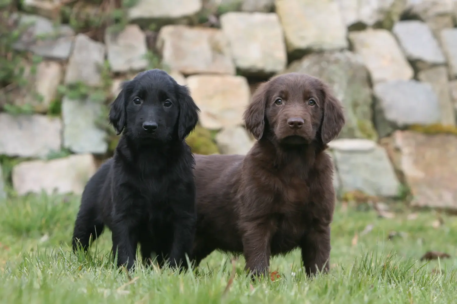 Een Flat Coated Retriever puppy kopen betekent verantwoordelijkheid nemen! Flat Coated Retriever puppy's kopen.