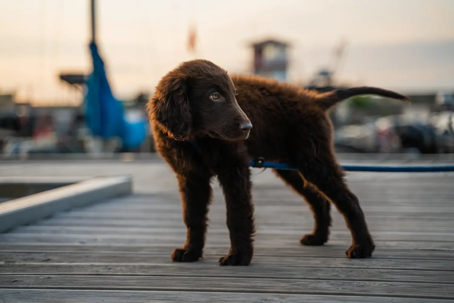 Een Flat Coated Retriever puppy kopen betekent verantwoordelijkheid nemen! Flat Coated Retriever puppy's kopen.