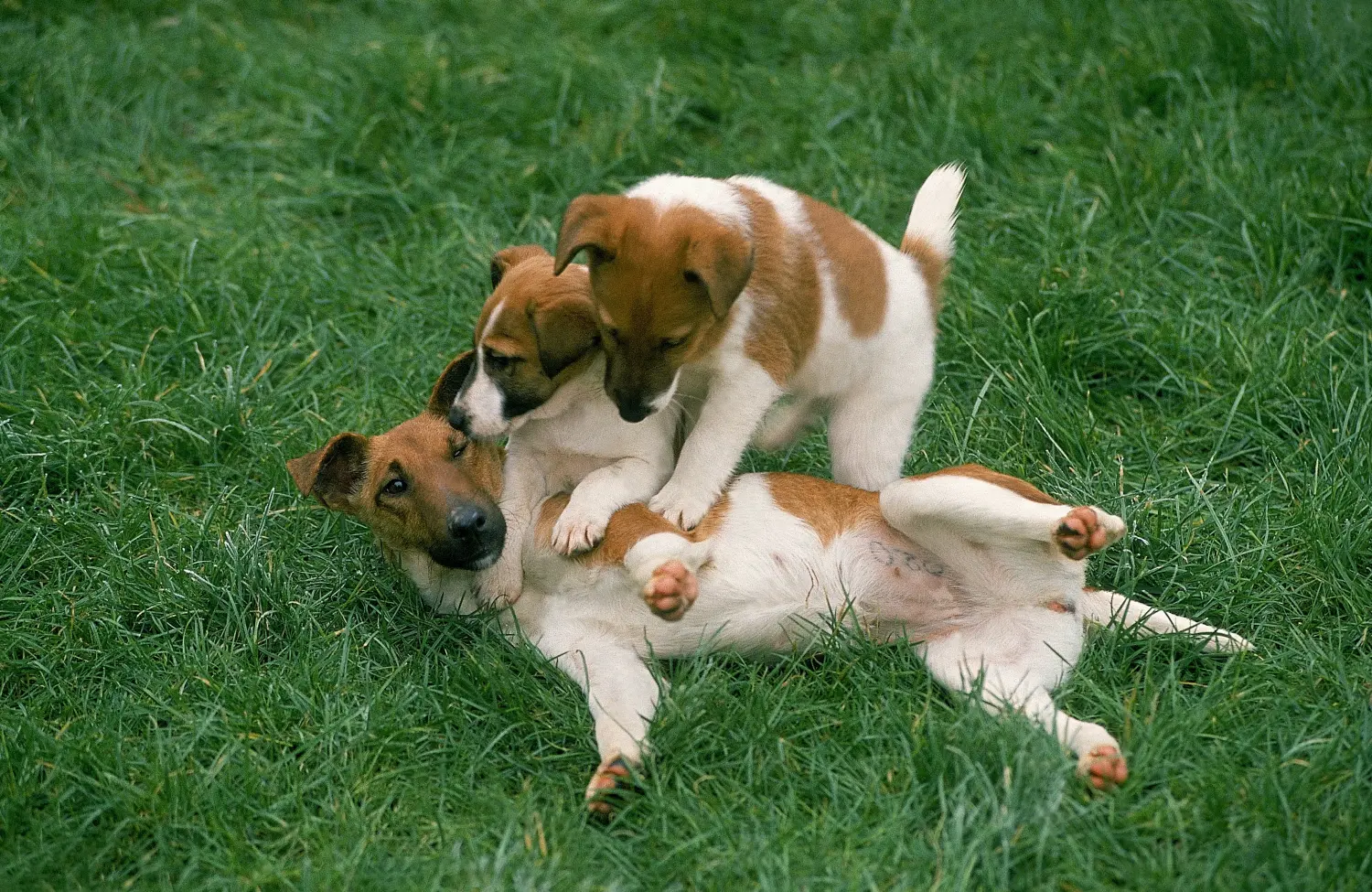 Een Fox Terrier puppy kopen betekent verantwoordelijkheid nemen! Fox Terrier puppy kopen.