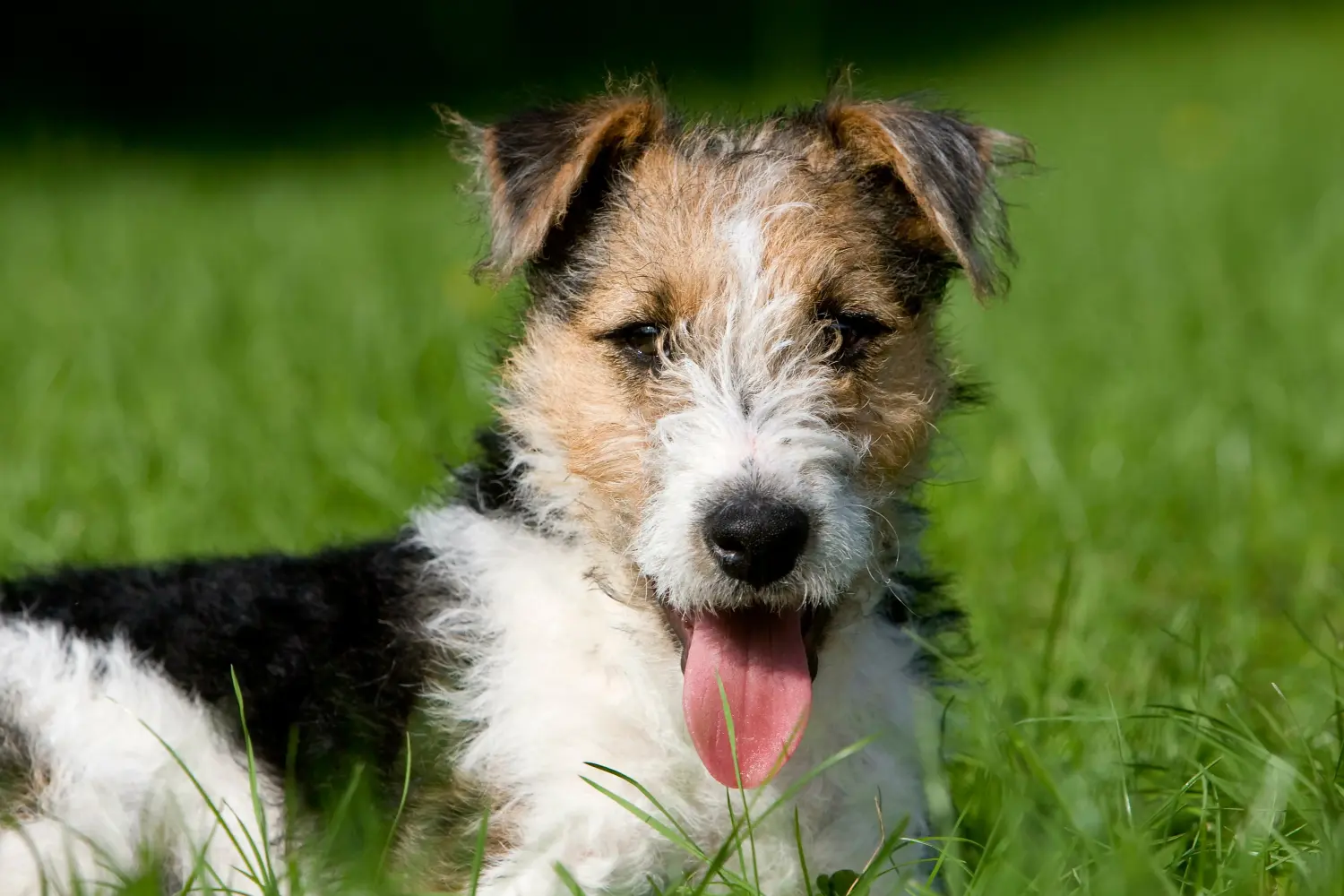 Een Fox Terrier puppy kopen betekent verantwoordelijkheid nemen! Fox Terrier puppy kopen.