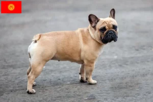 Lees meer over het artikel Franse Bulldog fokkers en puppies in Kirgizië