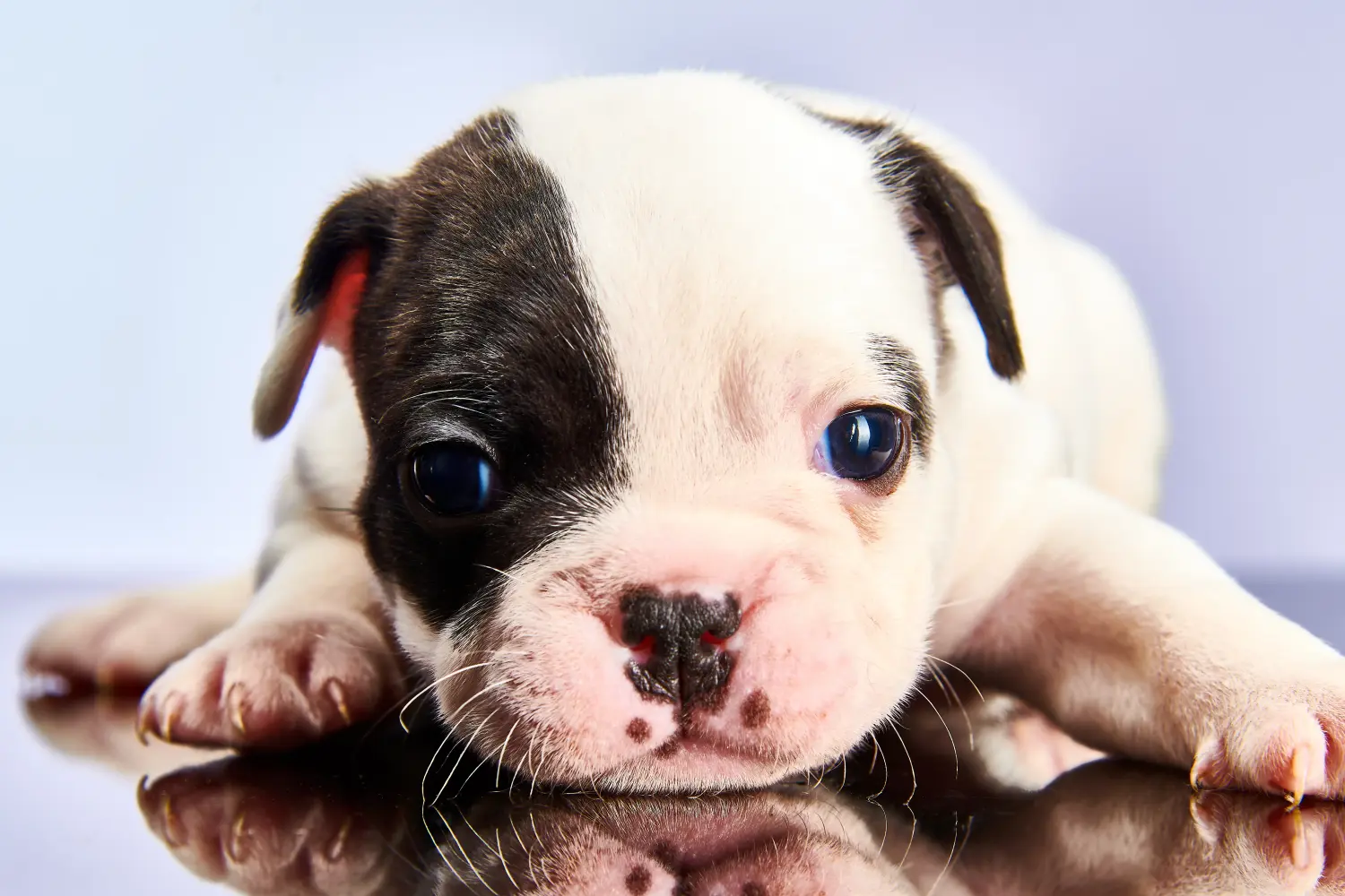 Een Franse Bulldog puppy kopen betekent verantwoordelijkheid nemen! Franse Bulldog puppy kopen.