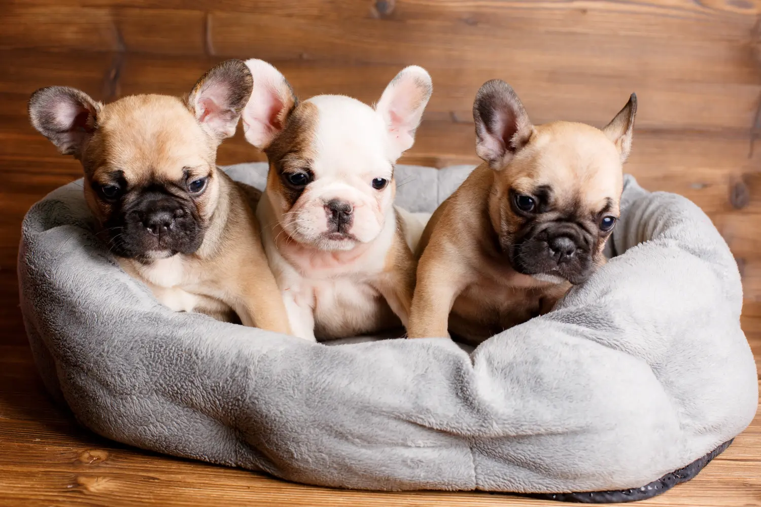 Een Franse Bulldog puppy kopen betekent verantwoordelijkheid nemen! Franse Bulldog puppy kopen.