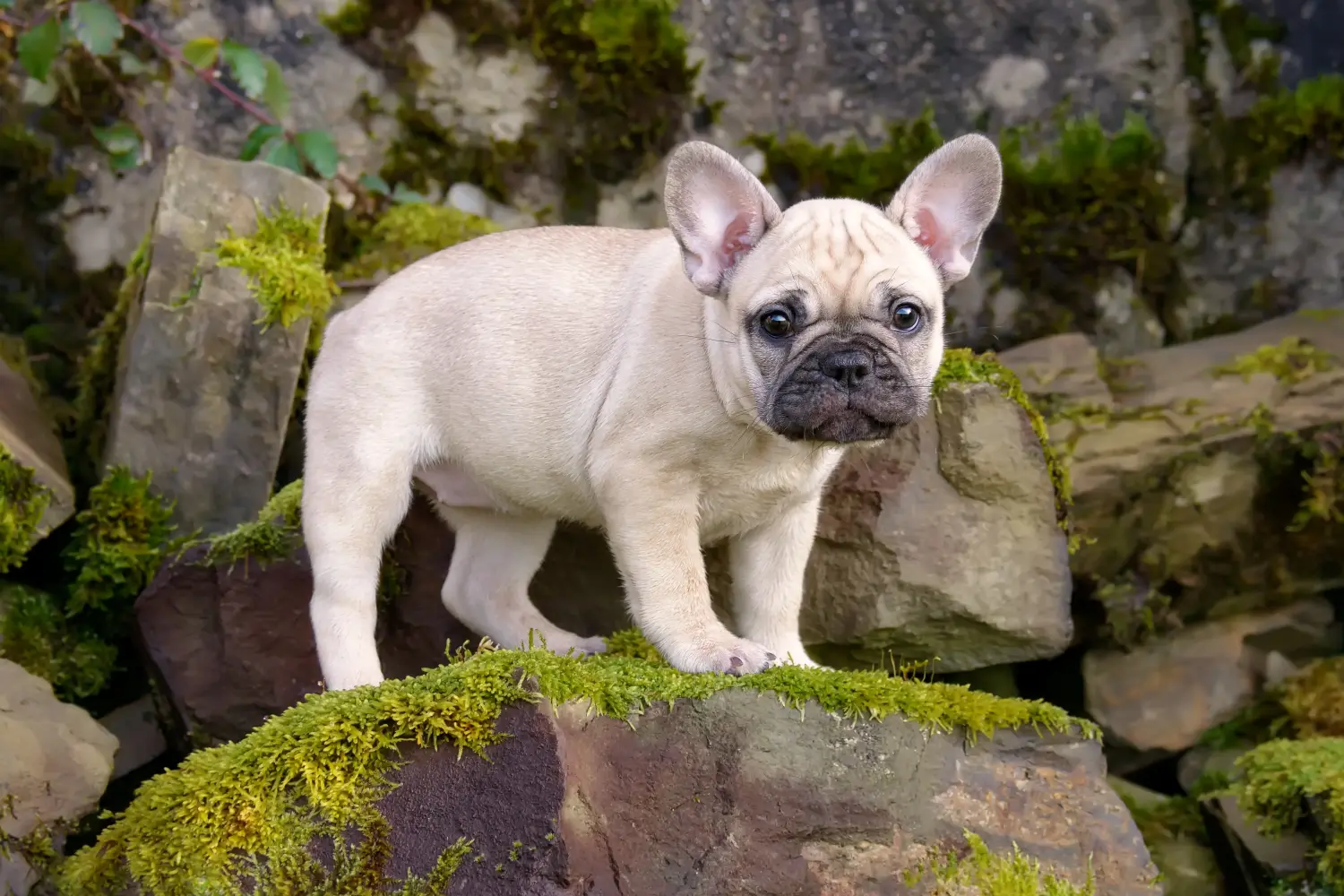 Een Franse Bulldog puppy kopen betekent verantwoordelijkheid nemen! Franse Bulldog puppy kopen.