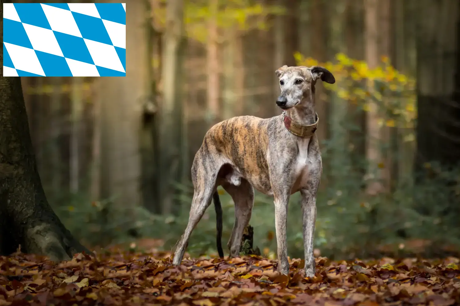 Galgo Espanol puppy's en fokkers Bavaria Hier vind je Galgo Espanols fokkers in Beieren.