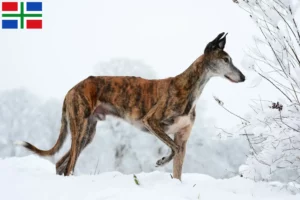 Lees meer over het artikel Galgo Espanol fokkers en pups in Groningen