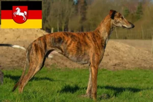 Lees meer over het artikel Galgo Espanol fokkers en pups in Nedersaksen