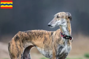 Lees meer over het artikel Galgo Espanol fokkers en pups in Overijssel