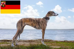 Lees meer over het artikel Galgo Espanol fokkers en pups in Rijnland-Palts