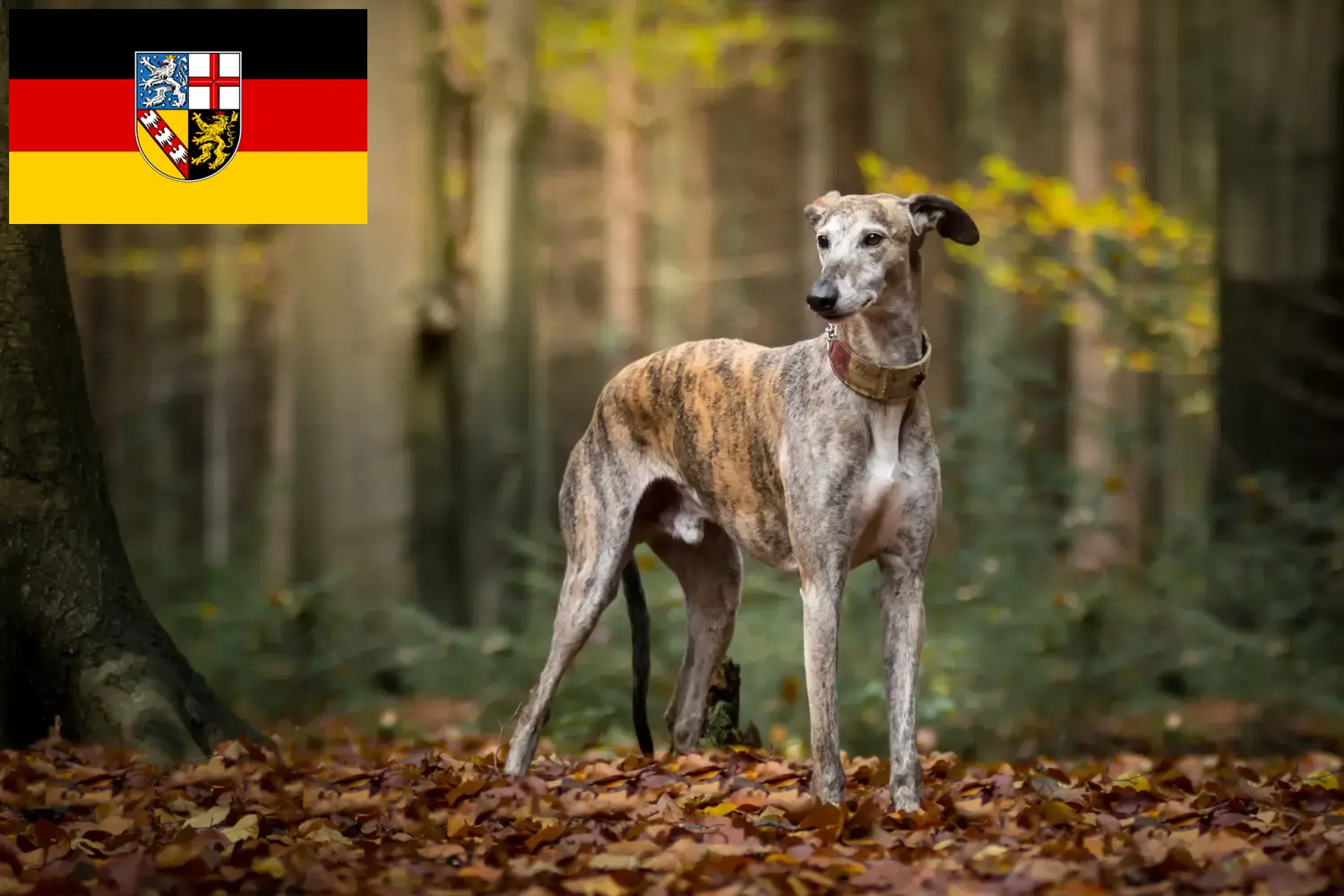 Galgo Espanol puppy's en fokkers Saarland Hier vind je Galgo Espanols fokkers im Saarland.