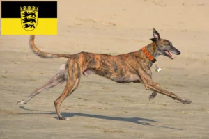 Lees meer over het artikel Galgo Espanol fokkers en pups in Baden-Württemberg