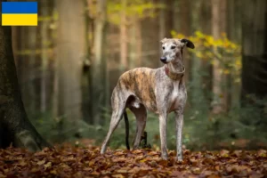 Lees meer over het artikel Galgo Espanol fokkers en pups in Oekraïne
