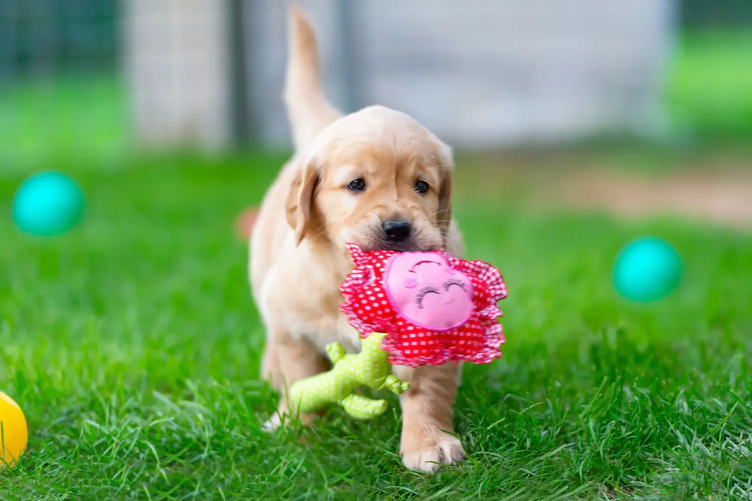Een Golden Retriever puppy kopen betekent verantwoordelijkheid nemen! Golden Retriever puppy's kopen.