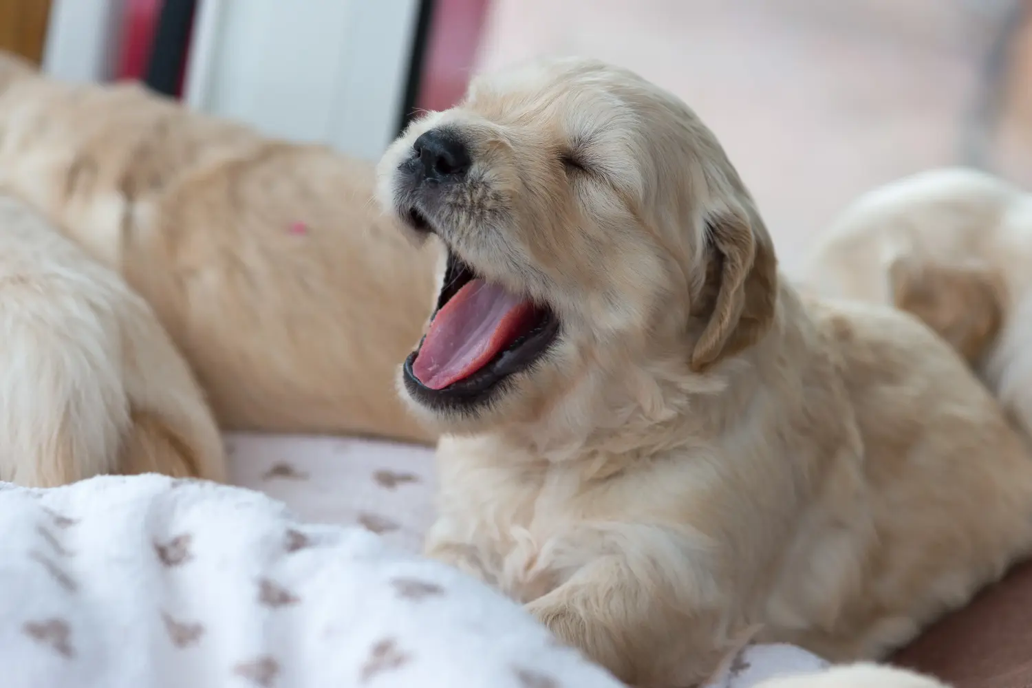 Een Golden Retriever puppy kopen betekent verantwoordelijkheid nemen! Golden Retriever puppy's kopen.
