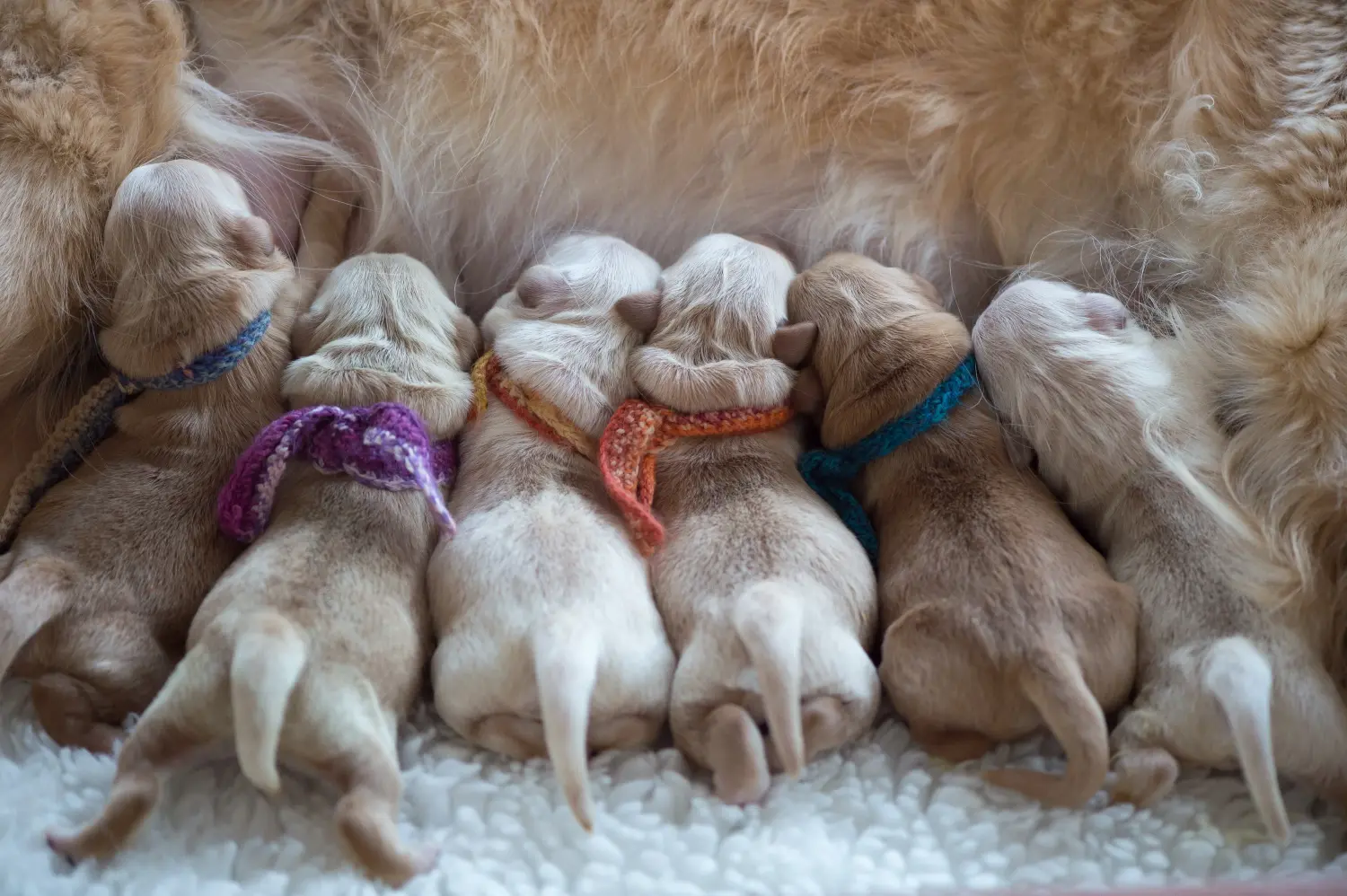 Een Golden Retriever puppy kopen betekent verantwoordelijkheid nemen! Golden Retriever puppy's kopen.