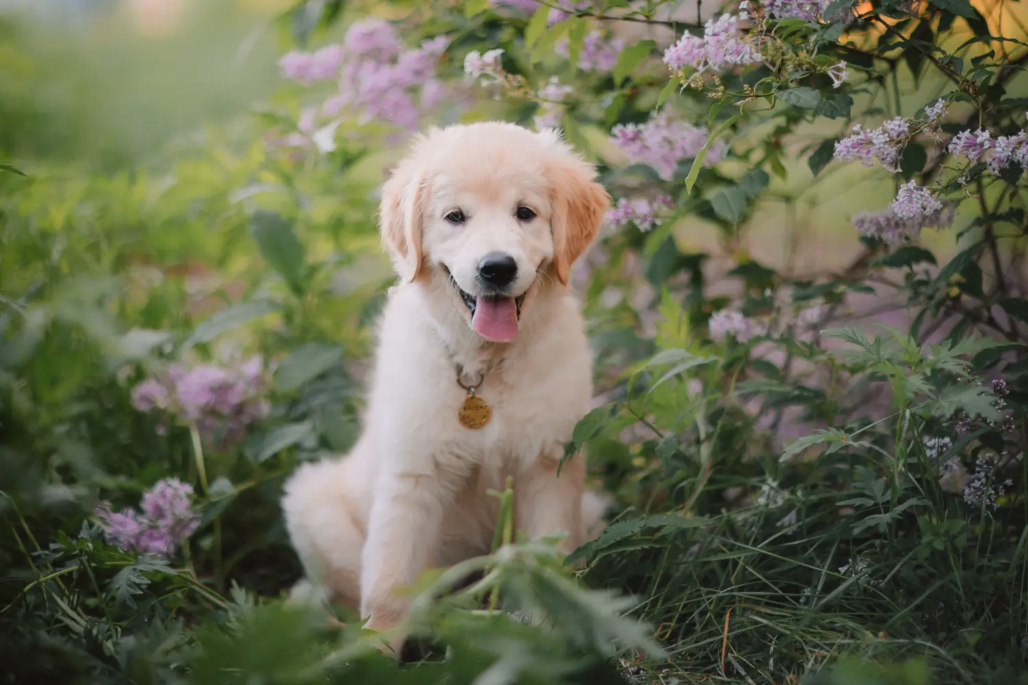 Een Golden Retriever puppy kopen betekent verantwoordelijkheid nemen! Golden Retriever puppy's kopen.