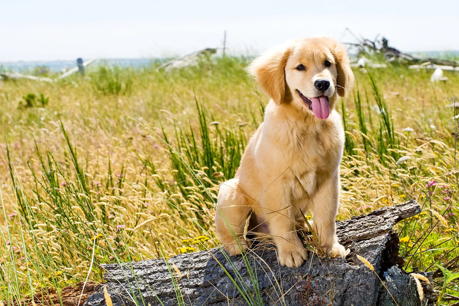 Een Golden Retriever puppy kopen betekent verantwoordelijkheid nemen! Golden Retriever puppy's kopen.