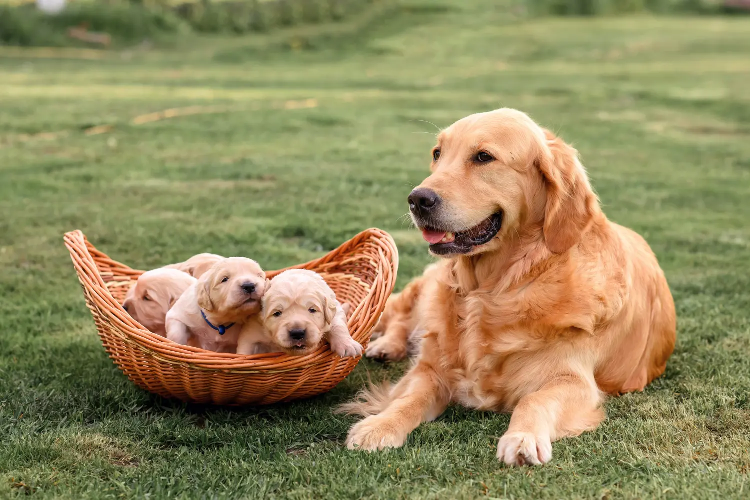 Een Golden Retriever puppy kopen betekent verantwoordelijkheid nemen! Golden Retriever puppy's kopen.
