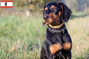 Lees meer over het artikel Gończy Polski fokkers en puppies in Berlijn