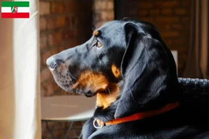 Lees meer over het artikel Gończy Polski fokkers en pups in Noordrijn-Westfalen