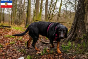 Lees meer over het artikel Gończy Polski fokkers en pups in Sleeswijk-Holstein