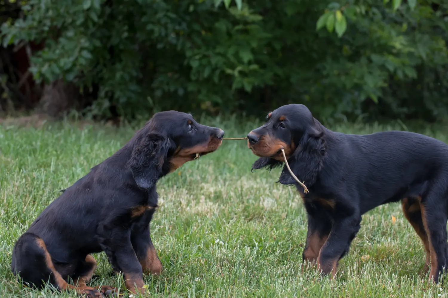 Een Gordon Setter puppy kopen betekent verantwoordelijkheid nemen! Gordon Setter puppy kopen.