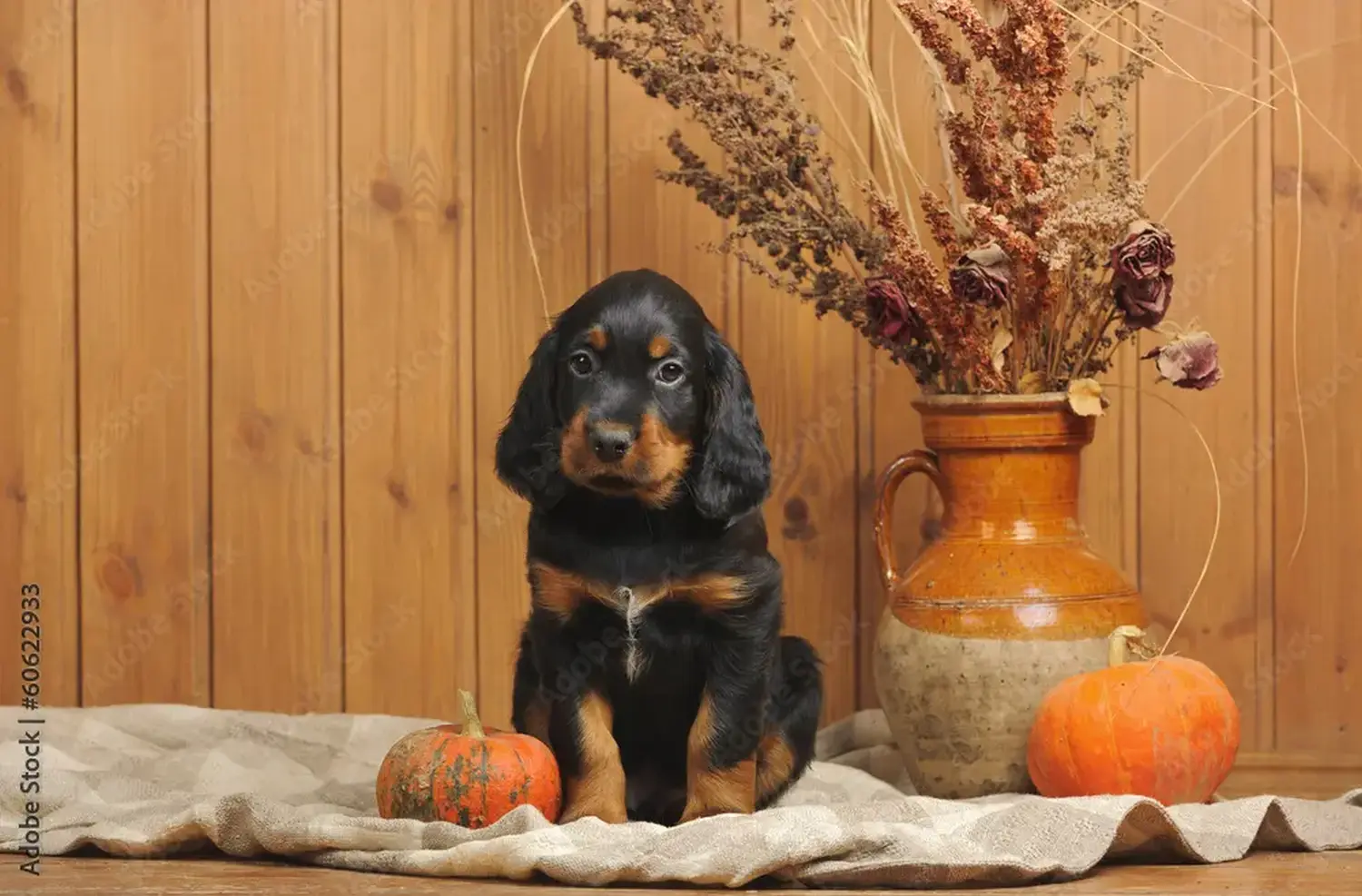 Een Gordon Setter puppy kopen betekent verantwoordelijkheid nemen! Gordon Setter puppy kopen.