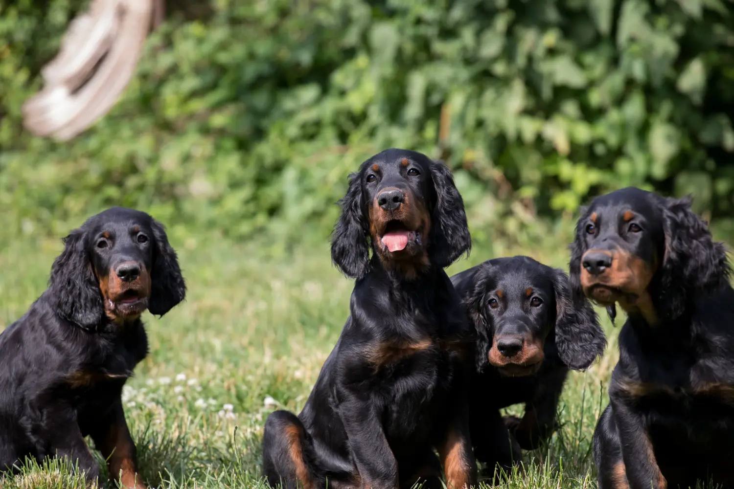 Een Gordon Setter puppy kopen betekent verantwoordelijkheid nemen! Gordon Setter puppy kopen.