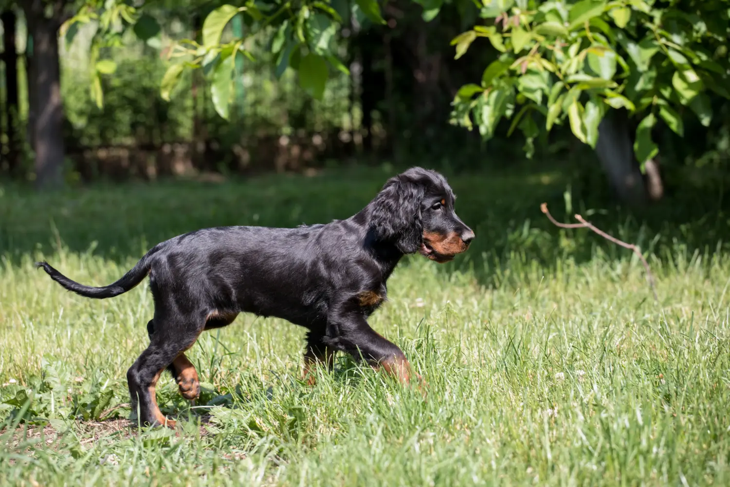 Een Gordon Setter puppy kopen betekent verantwoordelijkheid nemen! Gordon Setter puppy kopen.