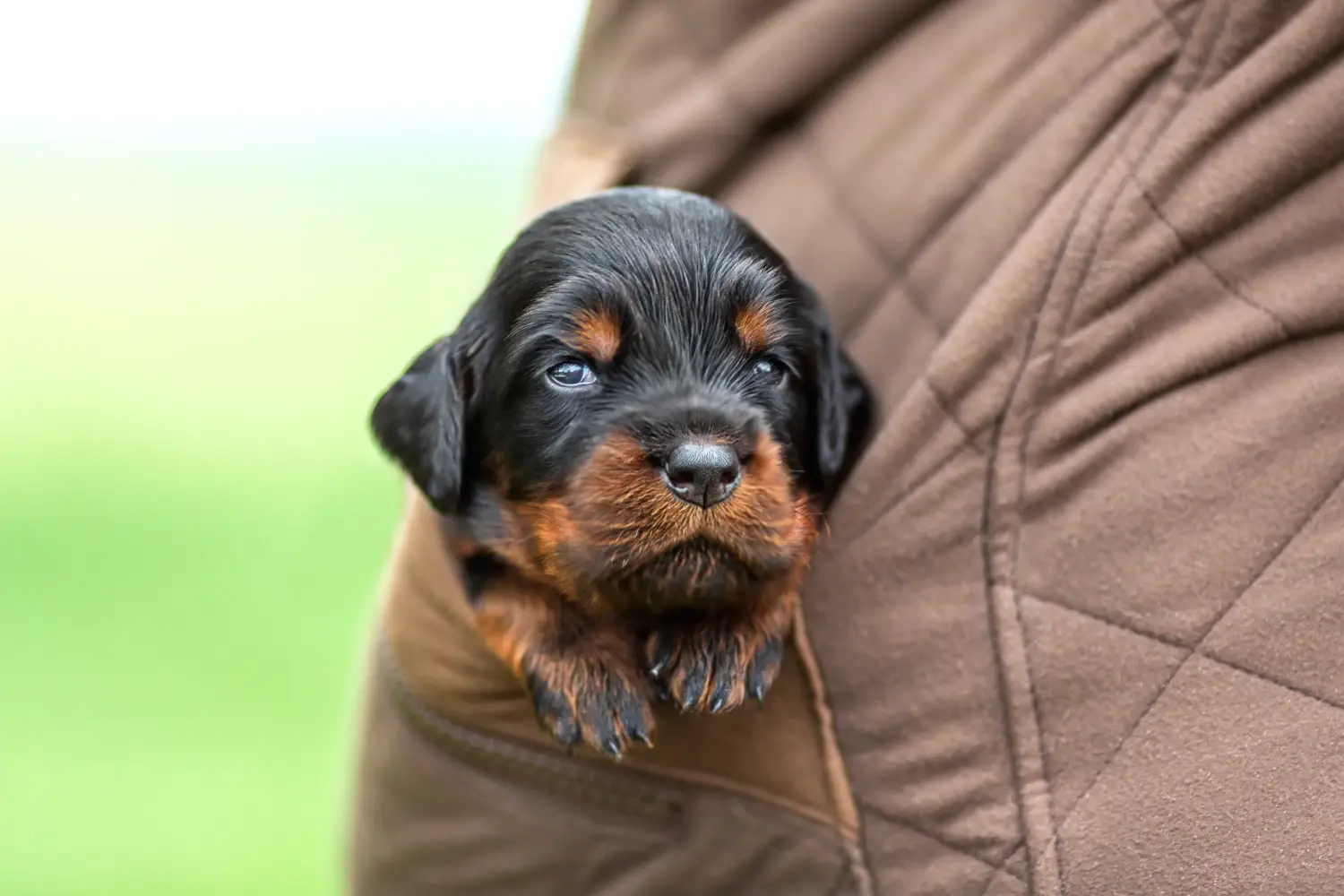 Een Gordon Setter puppy kopen betekent verantwoordelijkheid nemen! Gordon Setter puppy kopen.