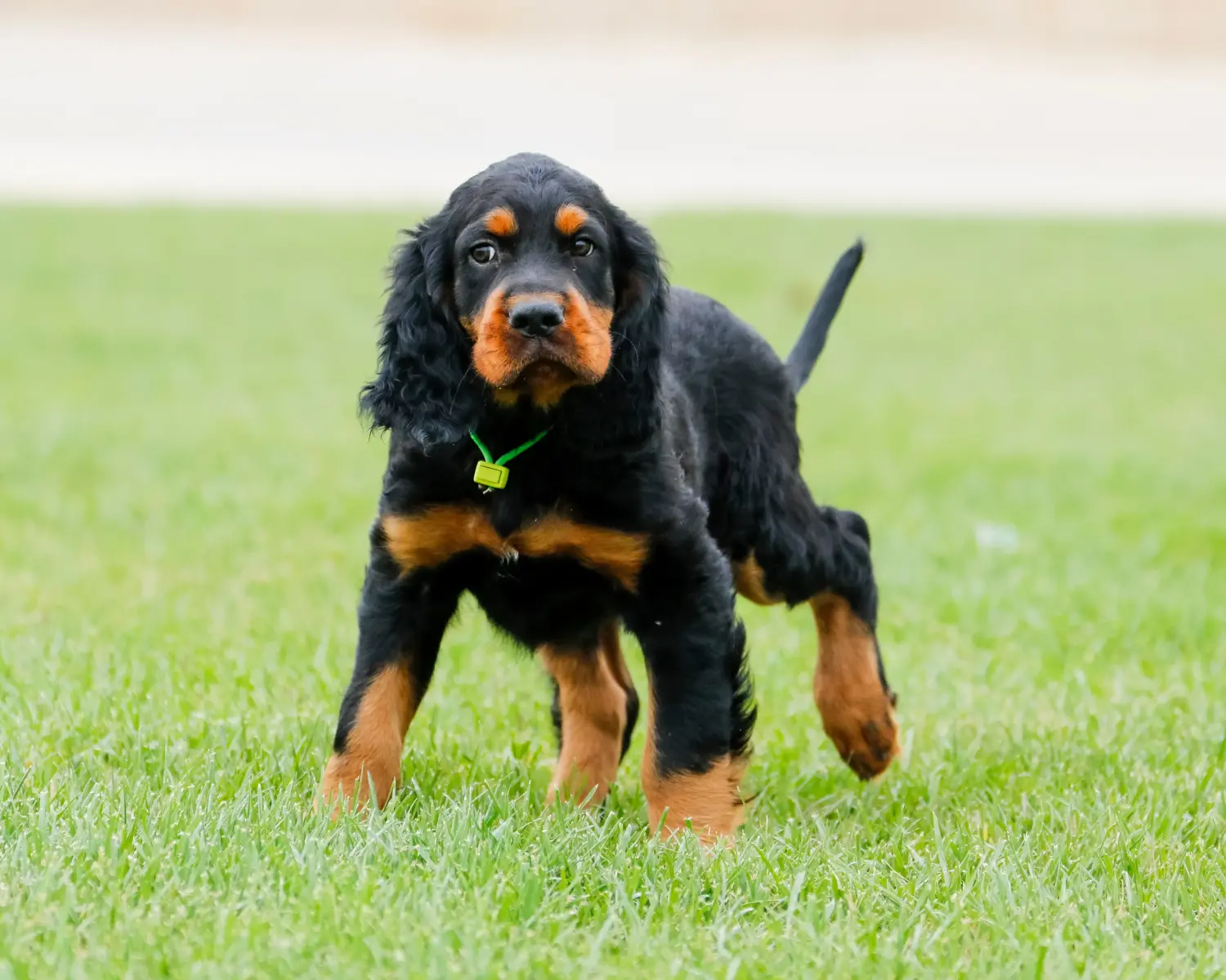 Een Gordon Setter puppy kopen betekent verantwoordelijkheid nemen! Gordon Setter puppy kopen.