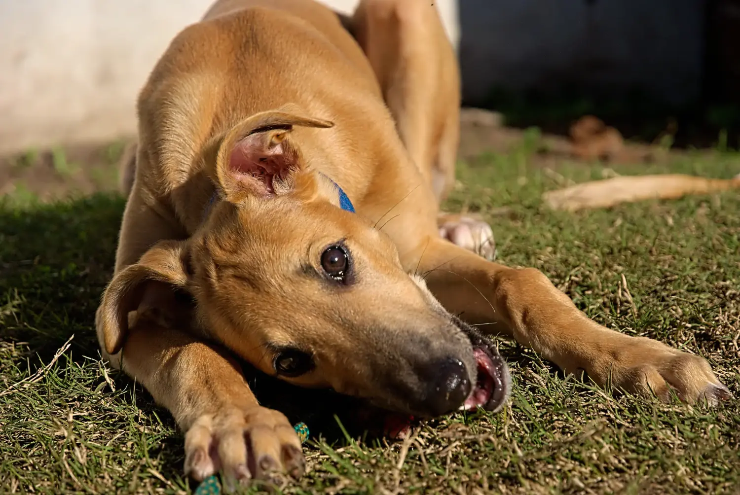 Een windhond puppy kopen betekent verantwoordelijkheid nemen! Windhond puppy's kopen.