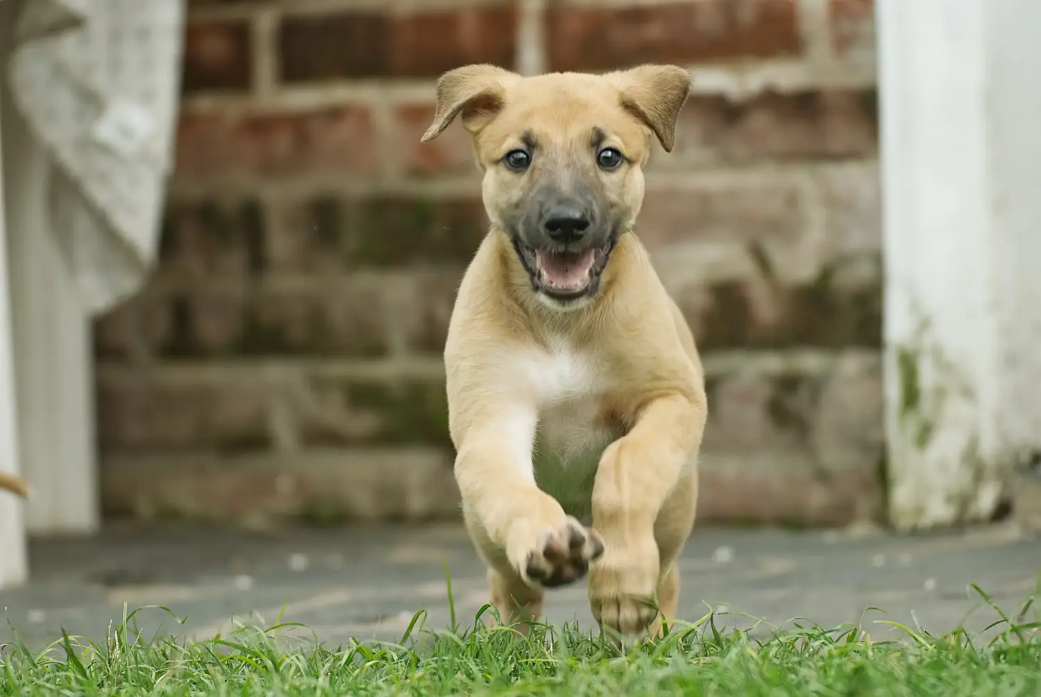 Een windhond puppy kopen betekent verantwoordelijkheid nemen! Windhond puppy's kopen.
