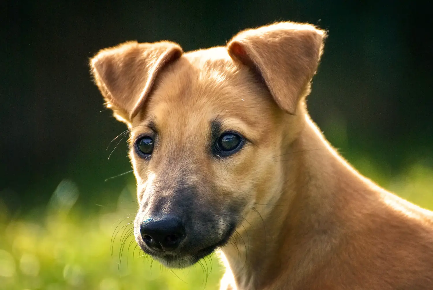 Een windhond puppy kopen betekent verantwoordelijkheid nemen! Windhond puppy's kopen.