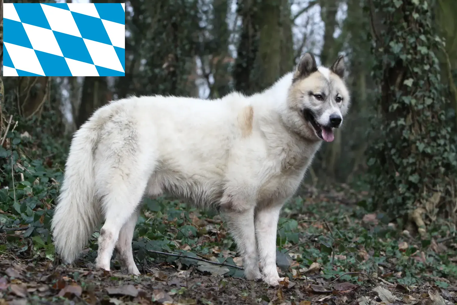 Groenland pups en fokkers Beieren Hier vind je fokkers van Groenlandhonden in Beieren.