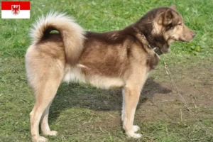 Lees meer over het artikel Groenland hondenfokkers en pups in Brandenburg